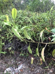 Nepenthes mirabilis