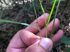 Scleria mackaviensis