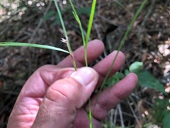 Scleria mackaviensis