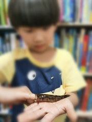 Oxyeleotris marmorata