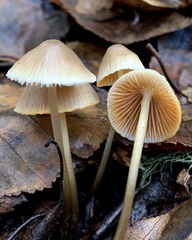 Mycena aurantiomarginata