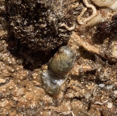 Stomatella impertusa