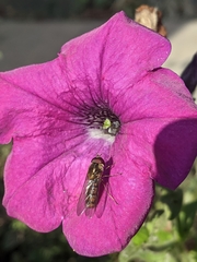 Episyrphus balteatus