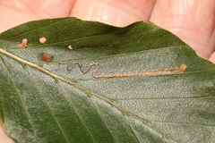 Stigmella tityrella