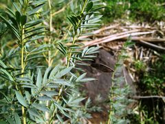 Petalostylis labicheoides