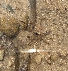 Halicarcinus