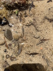 Halicarcinus