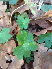 Geranium phaeum