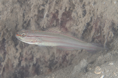 Amblygobius nocturnus