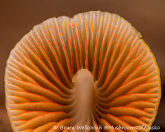 Mycena aurantiomarginata