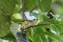 Pteruthius melanotis