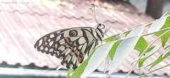 Papilio demoleus