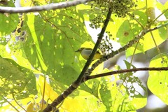 Zosterops auriventer