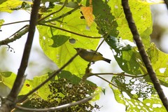 Zosterops auriventer