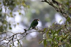 Psilopogon pyrolophus