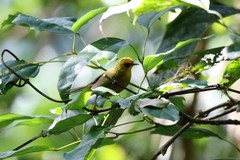 Cyanoderma chrysaeum