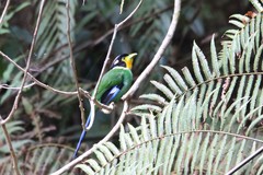 Psarisomus dalhousiae