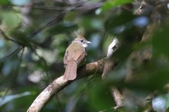 Alophoixus ochraceus