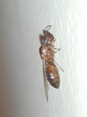 Crematogaster