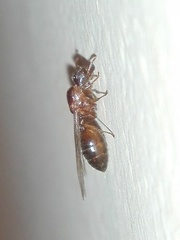 Crematogaster