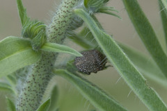 Psacasta exanthematica