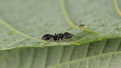 Cataulacus granulatus