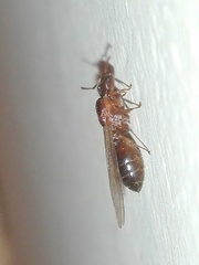 Crematogaster
