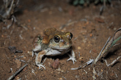 Tomopterna marmorata