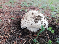 Amanita echinocephala