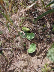 Eriospermum capense