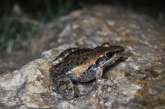Ptychadena anchietae