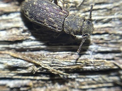 Zopheridae