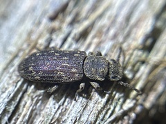 Zopheridae