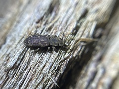 Zopheridae