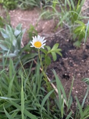 Adenanthellum osmitoides