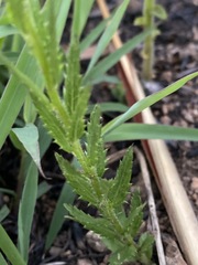 Adenanthellum osmitoides