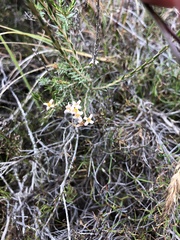 Lachnaea filicaulis