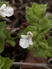 Image of Stachys natalensis