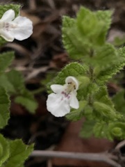 Stachys natalensis image