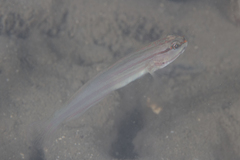 Amblygobius nocturnus