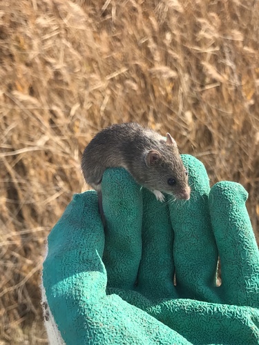 Mound-building Mouse