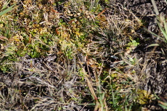 Epilobium angustum