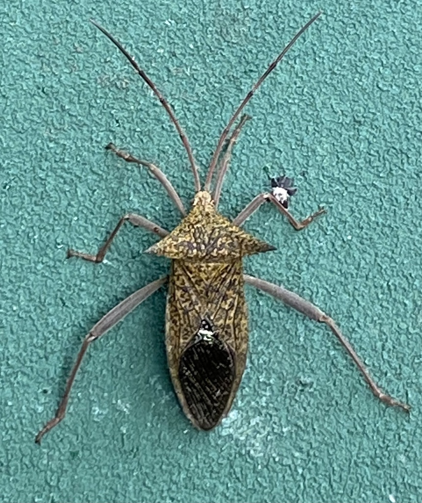 Aspilosterna acutangula