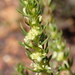 Anthospermum ericifolium - Photo (c) Marian Oliver, μερικά δικαιώματα διατηρούνται (CC BY-NC), uploaded by Marian Oliver