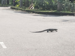 Varanus salvator macromaculatus