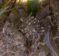 Amblypneustes elevatus