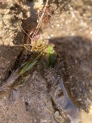 Amblypneustes elevatus
