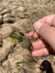 Amblypneustes elevatus