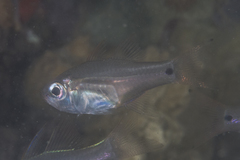 Zoramia viridiventer