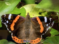 Vanessa atalanta atalanta